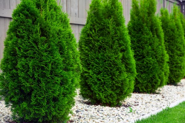 Arborvitae Planting in North Port
