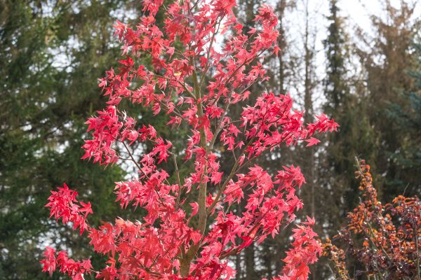 Japanese Maple Planting in North Port