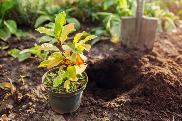 Plant Transplanting Service