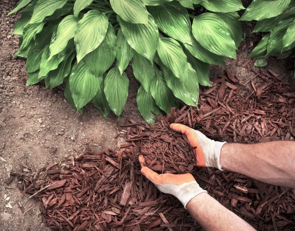 Shredded Mulch Service in North Port