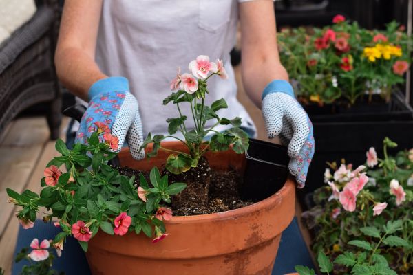 Plant Care Service in North Port