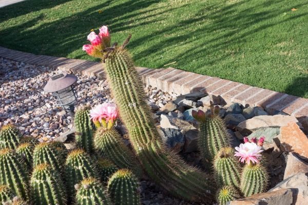 Desert Landscaping in North Port