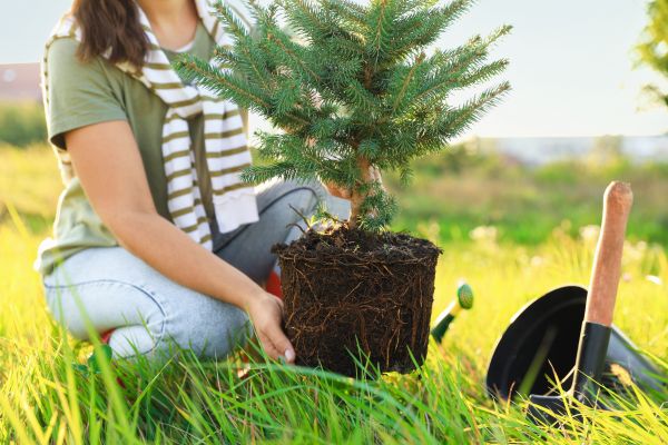Spruce Tree Planting in North Port