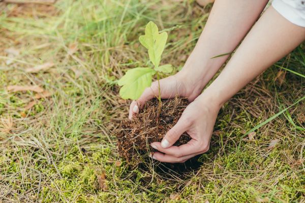 Oak Tree Planting in North Port