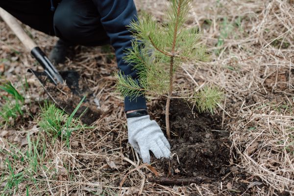 Pine Tree Planting in North Port