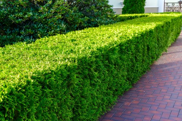 Hedge Installation