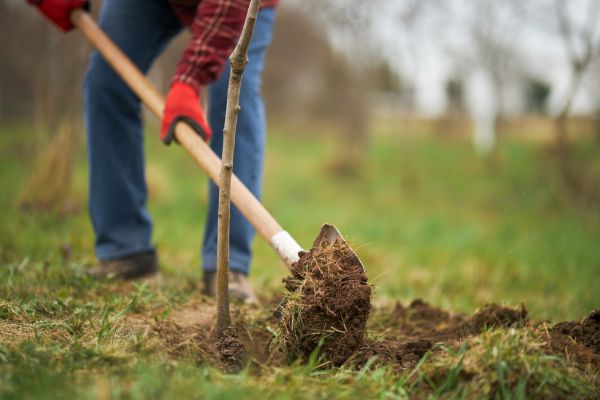 Trees Planting in North Port