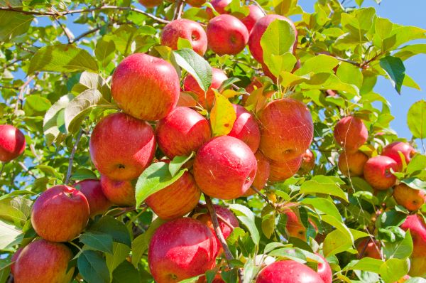 Apple Tree Care