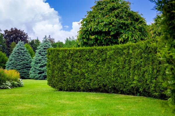 Hedge Landscaping in North Port