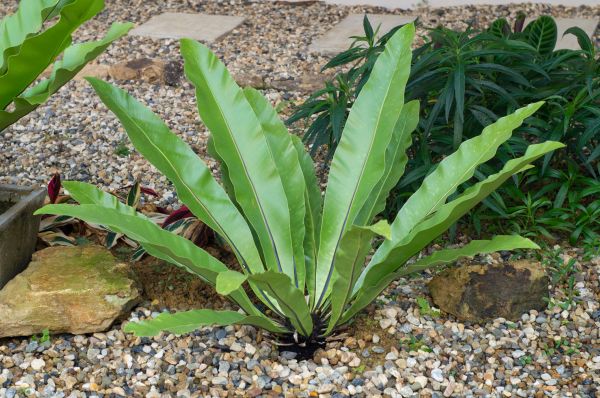Pea Gravel Installation in North Port