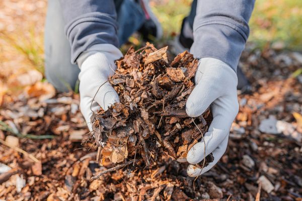 Shredded Mulch Installation in North Port