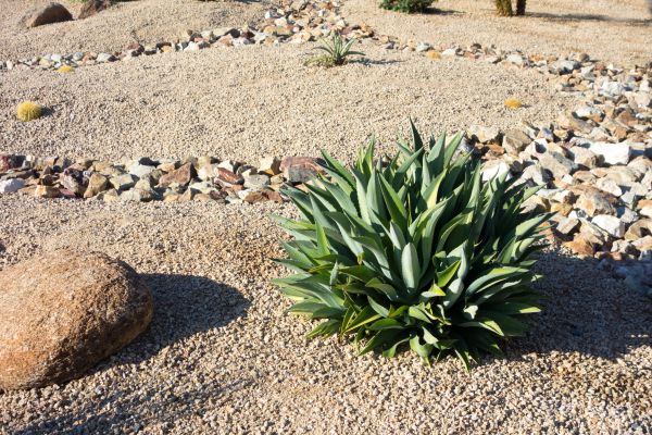 Xeriscaping Service in North Port