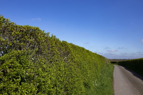 Hedge Boundary Installation