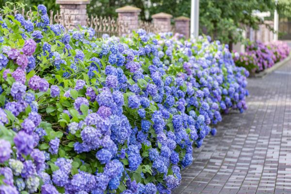 Hydrangea Landscaping in North Port
