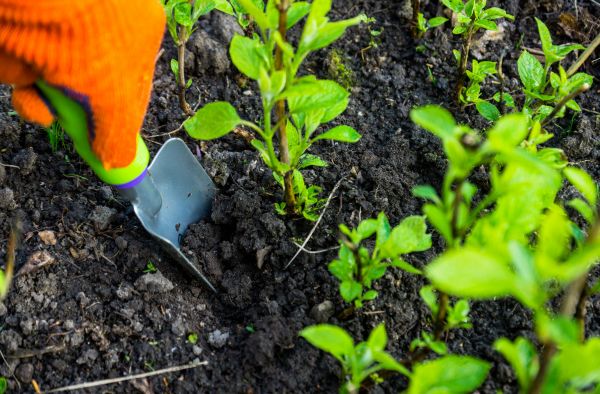 Hydrangea Planting in North Port