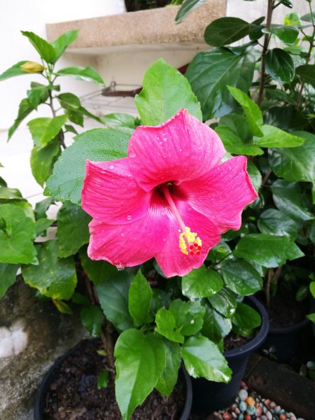 Hibiscus Planting in North Port