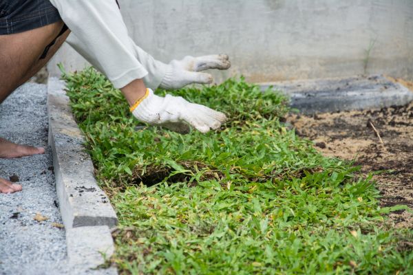 Ground Cover Planting in North Port