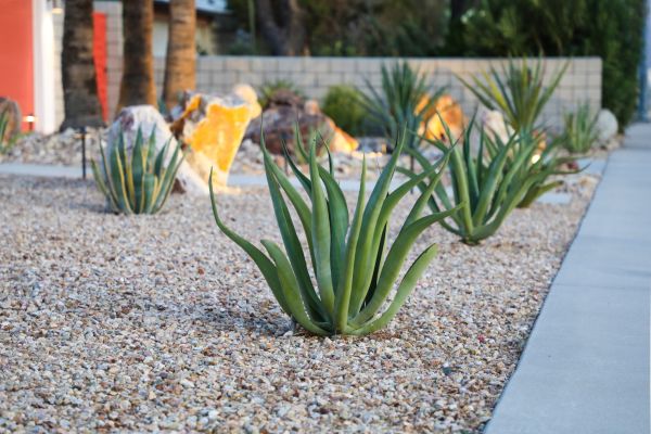 Drought Resistant Landscaping in North Port