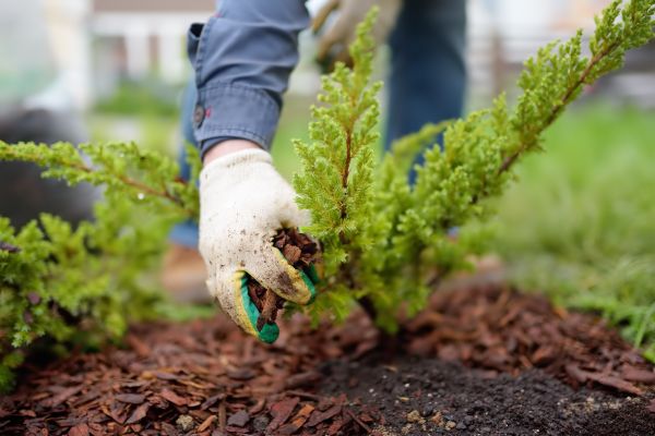 Church Mulching in North Port