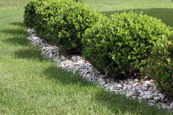Boxwood Planting in North Port
