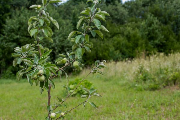 Apple Tree Planting in North Port
